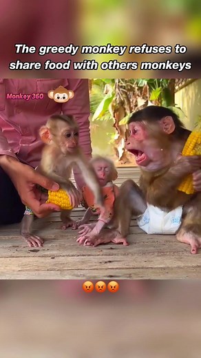 The Greedy Monkey: A Heartbreaking Story of Animal Abuse