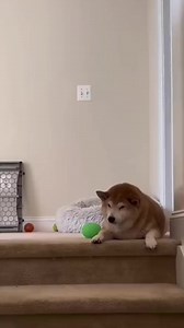 162K views · 5.8K reactions | Zoomy and Boo Boo #dog #cat #fyp #life #love #amazing #yoga #music #trending #foryou #trend | Funny Dog | Facebook