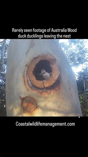 Coastal Wildlife Management on Instagram: "Supporting Native Wildlife Through Artificial Hollows Recently, Coastal Wildlife Management created a nesting hollow 8 meters high in a gum tree using the Hollow Hog system. Not long after installation, the hollow was occupied by a female Australian Wood Duck, who laid nine eggs inside. All nine eggs successfully hatched, and in a remarkable moment rarely seen in the wild, the ducklings made the 8-meter leap from the hollow to the ground below — an esse