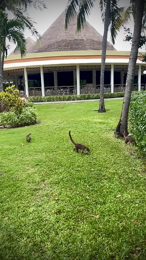 If you reverse a video of Mexican Coatis walking, they look like baby brontosaurus!! 🦕😆🦕 #jurassicpark #brontosaurus #coati #dinosaur #mexico #quintanaroo