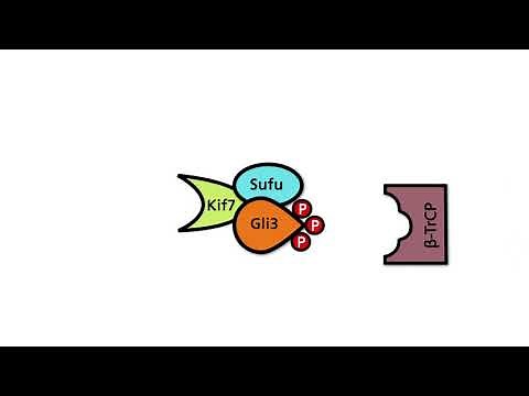 The hedgehog signaling pathway – Part 1: Normal situation