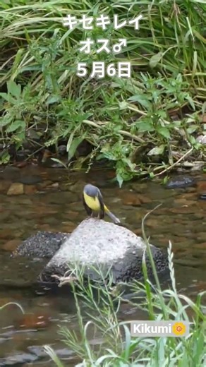 キセキレイ(黄鶺鴒)20cm留鳥漂鳥オス♂️羽繕い2026.5.6関東で撮影#キセキレイ#セキレイ#自然観察