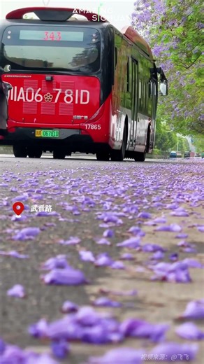 The blue jacaranda blooms as promised—Chengdu residents are truly blessed. 蓝花楹如期绽放，成都人太幸福了 #china