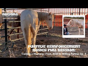 Positive Reinforcement Basics Full Session: Training a Mustang- From Wild to Willing Partner Ep. 4