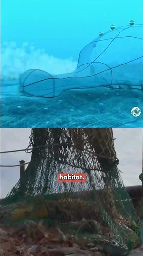 What Bottom Trawling Really Does Beneath the Waves
