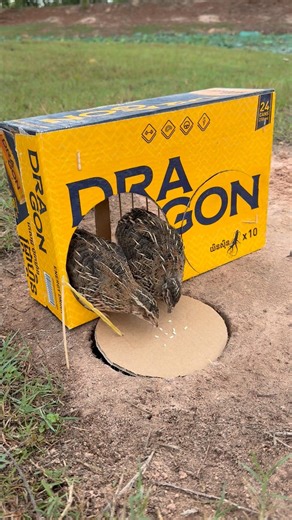 Easy Quick Quail Trap Using Cardboard and Hole #shorts