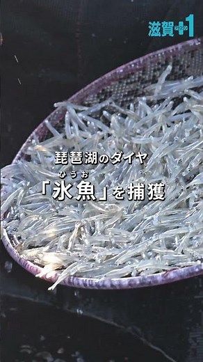 今が旬！琵琶湖のダイヤ「氷魚（ひうお）漁」が始まっています！ #shorts