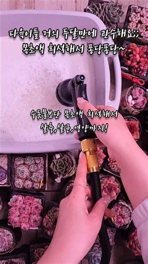 게으른 나에겐 두달에 한번 관수도 벅차다ㅎㅎ 목초액 희석해서 베란다 다육이들 저면관수 해요