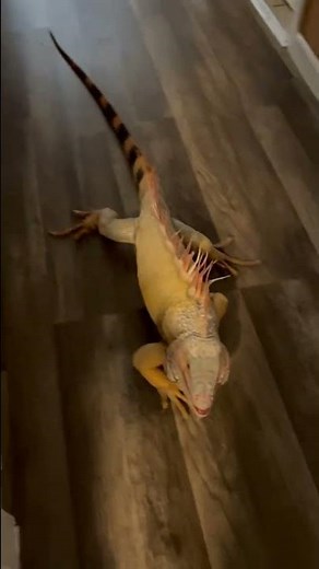 Iguana Has a Big Smile on His Face to Meet Owner - 1376268