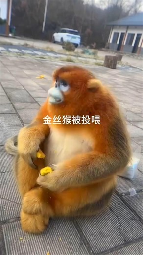 Why Is This Monkey’s Face So Blue? 😱 (You Won’t Believe It!).