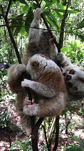 156K views · 2.1K reactions | Not Slow Motion, Lazy Monkey Activities Are Naturally Slow, Is It Cute monkey style!  #Wildlife #Nature | Lily's Pets | Facebook