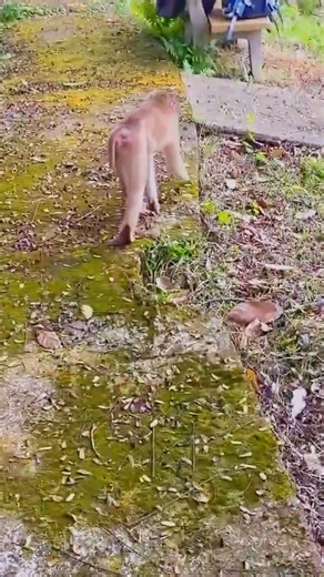 28K views · 917 reactions | Every little gesture from Monkey Kaka fills her dad with happiness and warmth #Monkeykaka | Kaka Page | Facebook