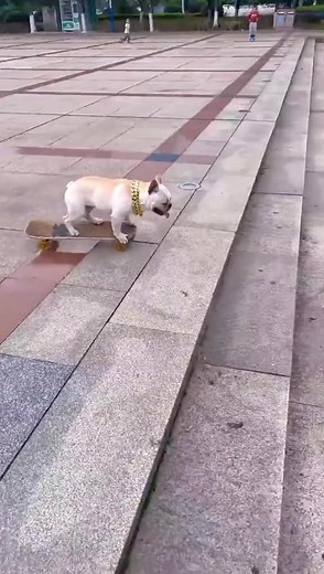 Skateboard Dog_I saw the dog easily step on the skateboard, and then use his hind legs to push the ground, so as to o #dog #puppy #puppies #petsofinstagram | Skateboardingdogs