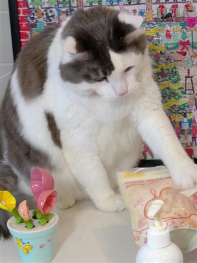 Start 2026 with my tubby DD😻😻The first cat meal prep of the new year😸😸 #catoftiktok #funnycat #catmealprep #tubbydd