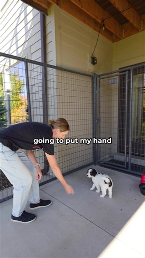 269K views · 1.8K reactions | Here is how to do a "Target Hand". Save this and practice it with your pup! | Baxter & Bella - The Online Puppy School | Facebook