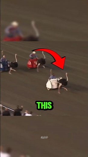 Ostrich Racing