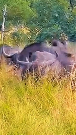 アフリカのサバンナに生息するアフリカの野生の水牛 #animals #wildlife ＃動物 ＃バッファロー ＃狩猟 #捕食者 ＃サバンナ
