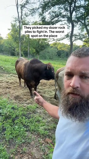 87K views · 1.3K reactions | #bull #cow | Lazybcattleco | Facebook