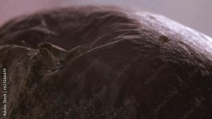 rotten nectarine fruit close-up, Drosophila flies feed on overripe spoiled fruit, lay larvae, environmental conservation, food chain, decomposition process, food safety, agricultural pests, entomology