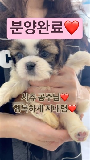 시츄 공주님❤️#강아지 #강아지분양 #대구강아지분양 #마이펫대구점 #시츄 #말티푸 #칠곡강아지분양 #강아지입양 #미니말티푸 #콩시츄 #반려동물 #강아지브이로그 #puppy