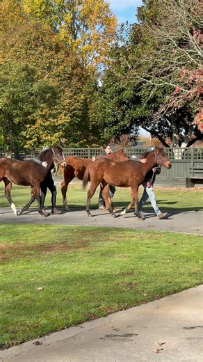 902K views · 11K reactions | Each week we rotate small mobs of weanlings through our Yearling Barn as part of their early education. 朗 They learn about loading on and off the truck, travelling, have inside farrier trims for the first time and gain valuable further handling with our amazing team. This is a good opportunity for parade practise too when management come to view them to check how they are progressing ⭐️ | Windsor Park Stud | Facebook