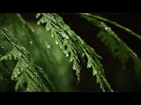 Calm Water Droplets Music 💧 Relaxing Background BGM
