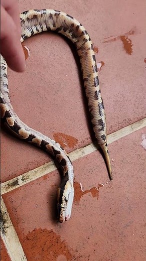 Ball python died for no reason at P.S CPC