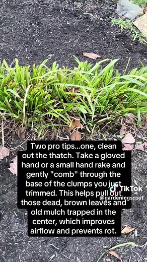 Essential Care Tips for Variegated Liriope
