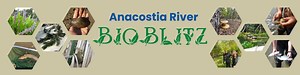 Anacostia River Bioblitz