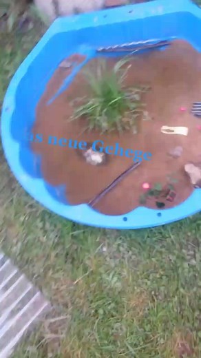 95 33 Kaulquappen 355 000 (@kaulquappen._)’s videos with som original - b