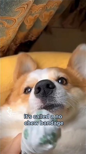 This No-Chew Bandage Stops Animals From Biting Wounds