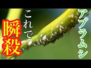 [For those who are troubled by aphids] You can quickly get rid of and control them with this inse...