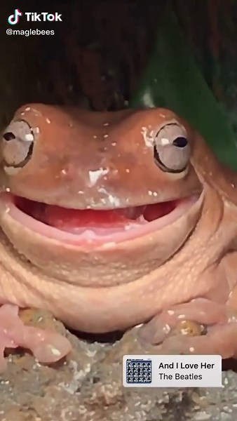 Loving My Slimy Frog: An Adorable Pet Journey