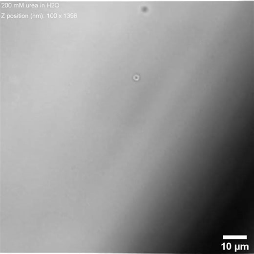 Ionic Species Affect the Self-Propulsion of Urease-Powered Micromotors S2