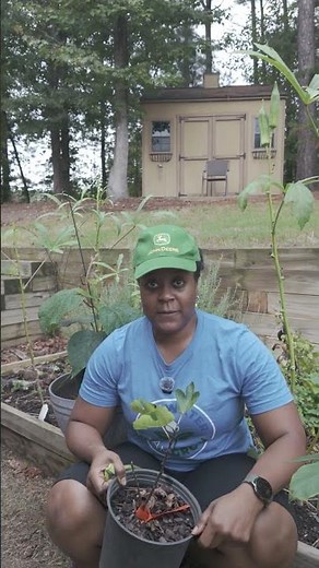 Purple Fig! One plant = fruit. #gardening #fruittrees