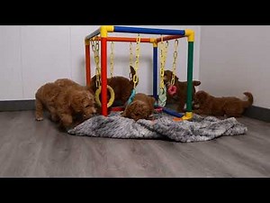 Blue Diamond Joeys Mia F1b Mini Goldendoodle Litter