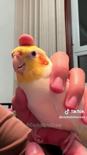 Explore the Cutest and Most Fragrant Bird Pets