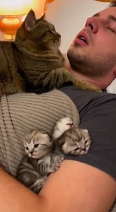 😾💤 Snore detected. Sleep interrupted. Human punished. 👋😂🐱 | ApexVision Productions