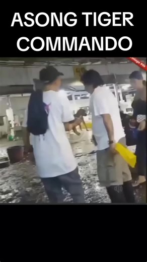 Funny Tiger Commando Dog Compilation