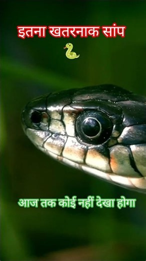 🐍 Deadliest Snake Attack Ever | Dangerous Snake हिंदी डॉक्यूमेंट्री 😱 #wildlife #snake