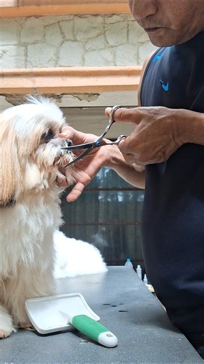 Most Aggressive Dog Grooming Alone Without Safety Is A Miracle ✂️ ☠️ #worldfamousbravegroomer
