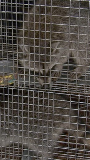 Is this historic plantation haunted by raccoons... or ghosts? 👻 #BillyTheExterminator | Billy the Exterminator on A&E