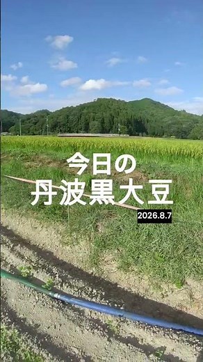 雨が降らない…カラカラの黒大豆畑を救え！エンジンポンプで緊急かん水【丹波黒大豆】