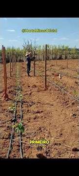 Montando estrutura do Maracujá 🙏🏼🤠 #agro #agricultura #agronegócio