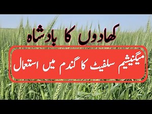 Use of magnesium Sulphate in wheat|#wheat #magnesium |گندم میں مگنیشیم سلفیٹ کا استعمال