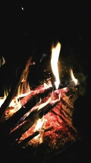 Forest Fire Sounds | Raw & Real #nature #naturesounds #trending #ytshorts #ytviral