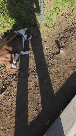 Manning is getting bit of a bad rap at the shelter which has currently placed him with a rescue/adoption deadline due to growling at medical staff during his hands-on exams, followed by contracting severe upper respiratory infection with difficulty breathing at times. Prior to being sick, Manning has presented himself mostly relaxed & low key, enjoying attention from his handler & interacting with other dogs. HI! My Name Is Manning Pet ID: #A752274 Intake Date: 11/09/2025 URGENT: Needs Rescue By