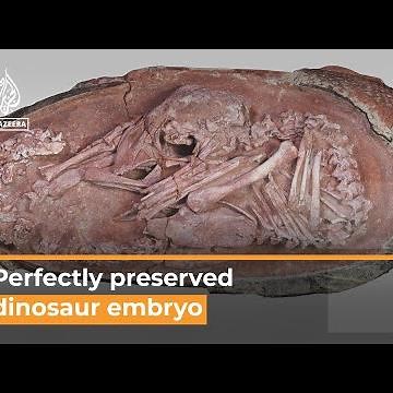 Perfectly kept dinosaur embryo from 66 million years ago found | AL Jazeera Newsfeed