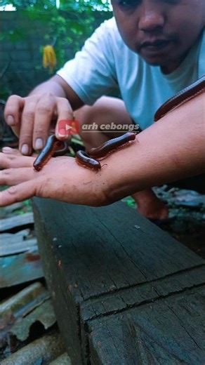 Kaki Seribu Yang Lucu #shortvideo #millelipe #millipede