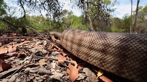 Meet Australian Animals We Love: "No Name" the Black-Headed Python